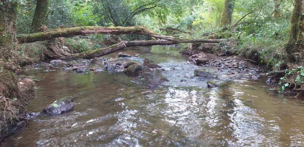 bois de la roche 15 09 2026 embâcle après traitement.