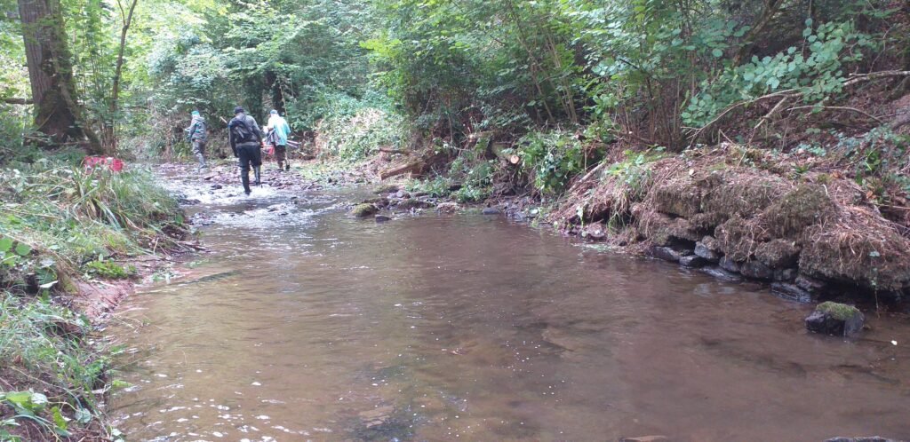 bois de la roche 15 09 2026 après traitement le ruisseau retrouve sa clarté et fait apparaitre un muret en pierre.