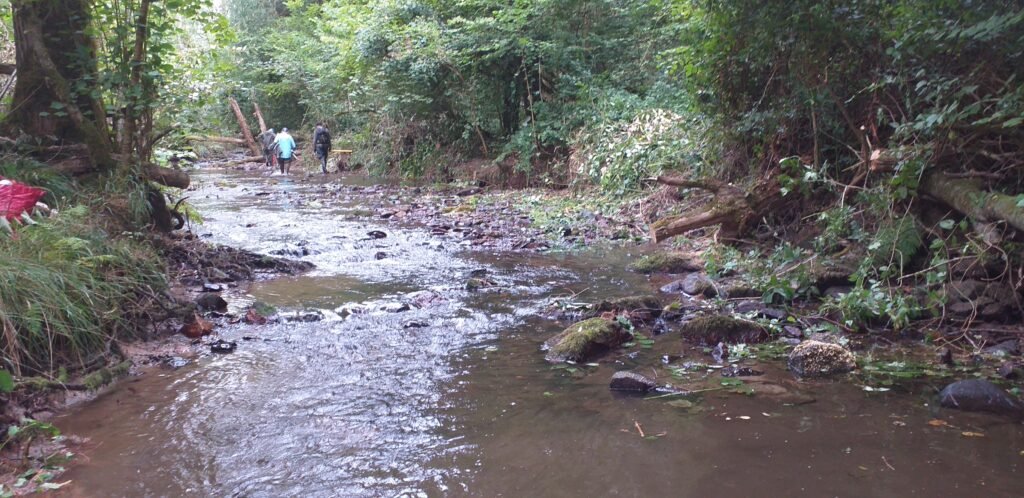 bois de la roche 15 09 2026 le ruisseau retrouve sa clarté et la continuité écologique.