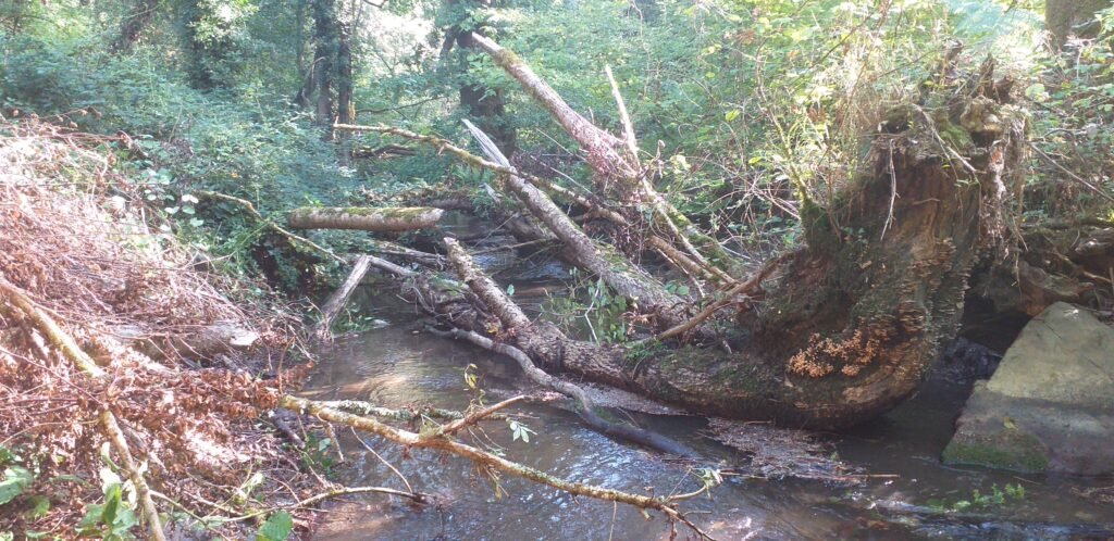 bois de la roche 23 09 2026, un aperçu du prochain embâcle qui nous attend la semaine prochaine.