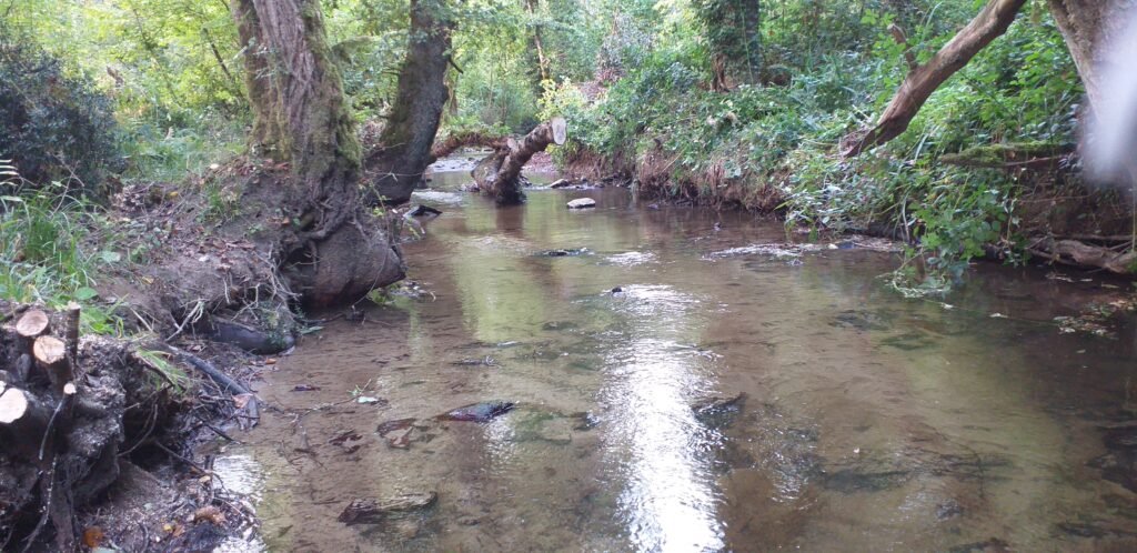 bois de la roche 29 09 2026, la rivière retrouve sa continuité et le sable va laisser place aux graviers.