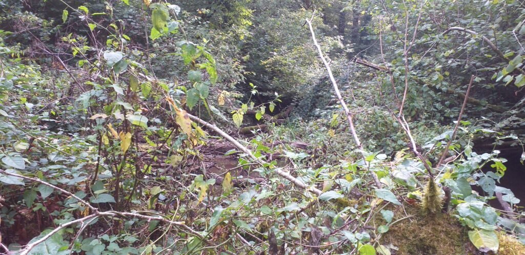 bois de la roche 29 09 2026, Prochain embâcle à traiter. Ou est la rivière ?