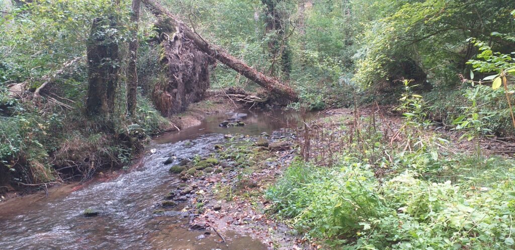 bois de la roche 06 10 2026, c'est fini pour ce matin